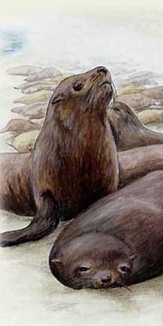 Northern fur seals