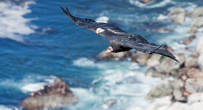 photo of flying condor