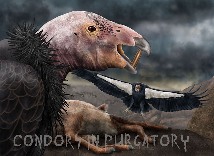 condors feature image