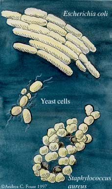 AN ILLUSTRATION OF SOME OF THE HARMFUL BACTERIA THAT MDR MY HELP FIGHT AGAINST.